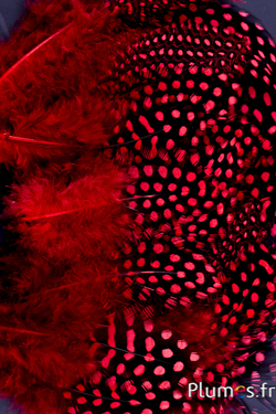 Pintade de Numidie - 7-13 cm - rouge